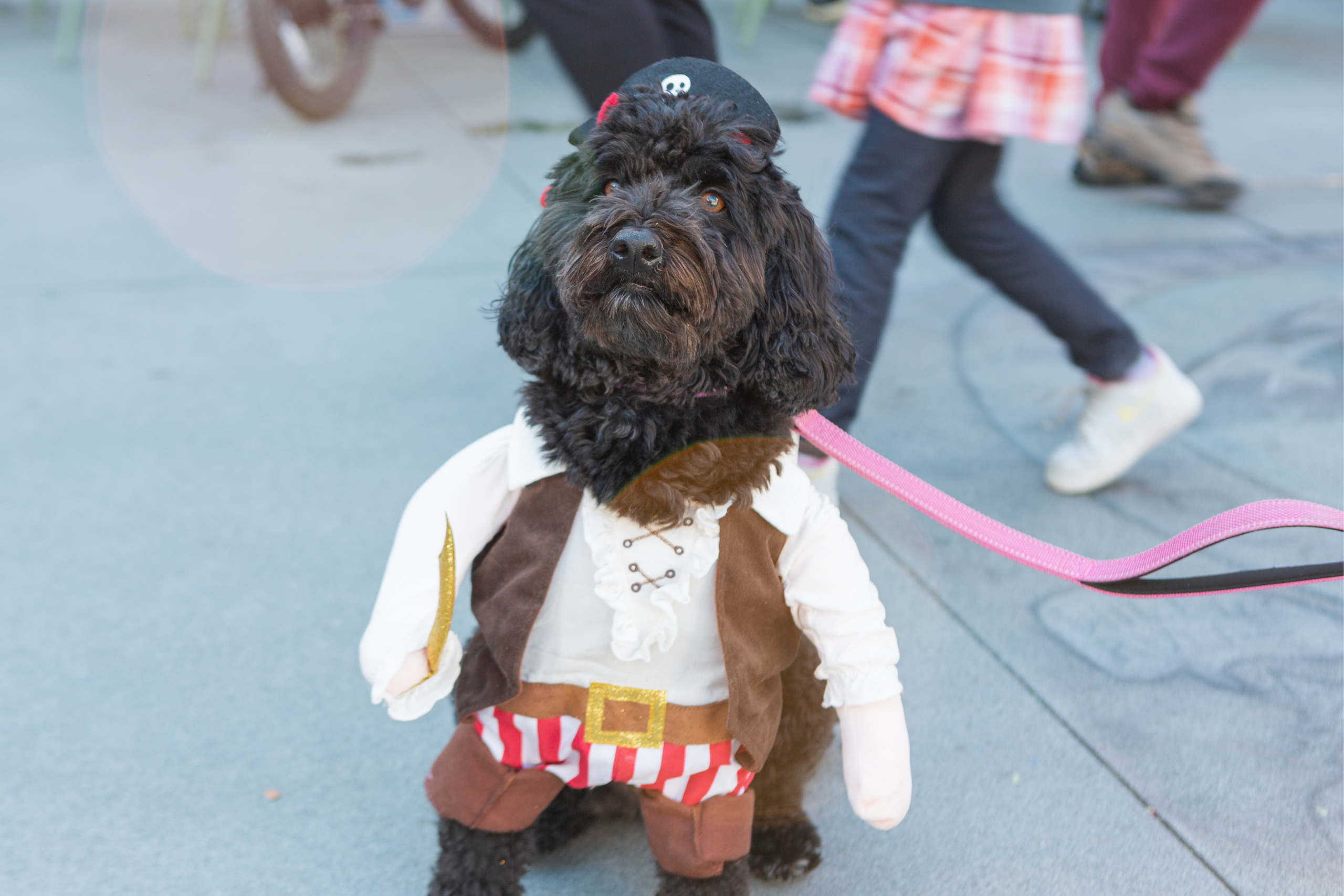 Halloween Costumed Pet Parade